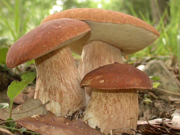 Энциклопедия грибов